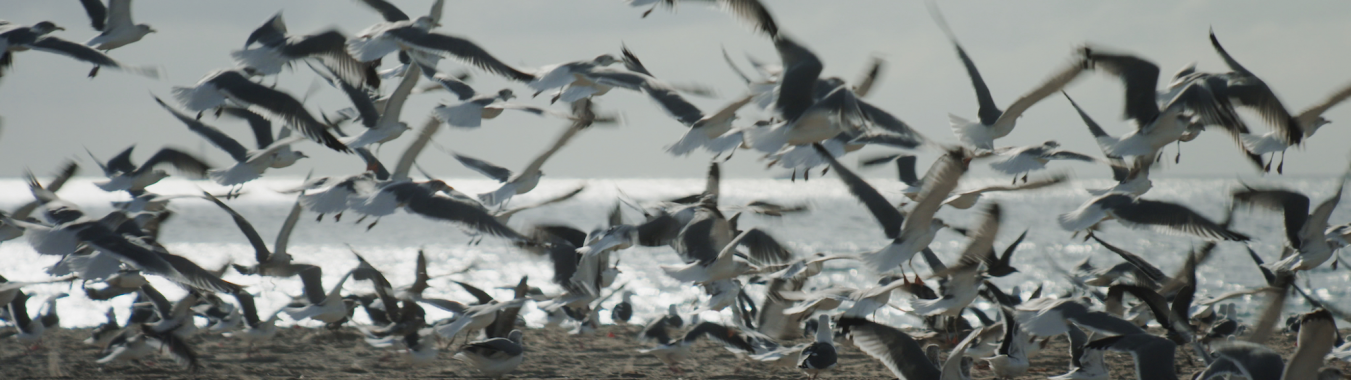 Los Angeles, mon amour